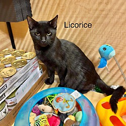 Thumbnail photo of Licorice #1
