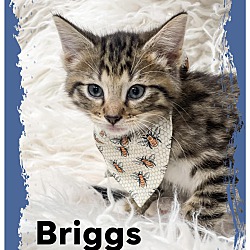 Photo of Briggs