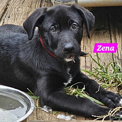 Thumbnail photo of Zena (PUPPY) #3