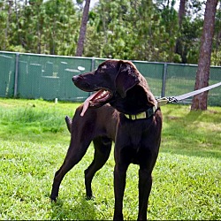 Thumbnail photo of TJ-$50 Adoption Fee-Good boy! #4