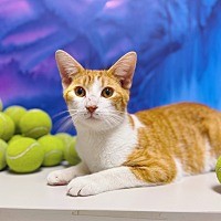 adopt a pet