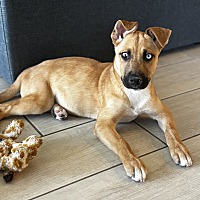 adopt a pet