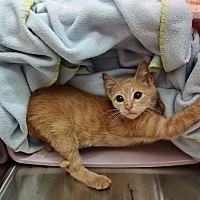 adopt a pet