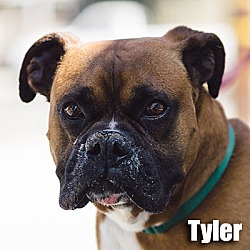 Thumbnail photo of Tyler #1