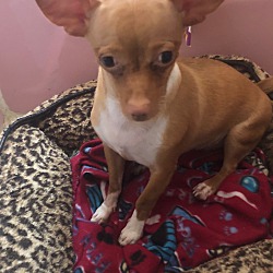 paws and claws puppies for sale