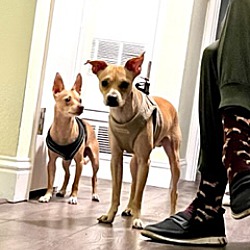 Thumbnail photo of Roo and Peeps - New Foster! #1