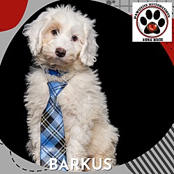Photo of BARKUS