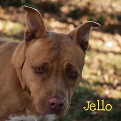 Photo of Jello