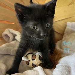 Photo of Black Kitten #1