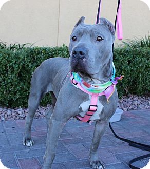 blue pit cane corso mix