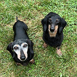 Thumbnail photo of Charlie and Ruby, bonded pair #3