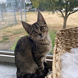 Thumbnail photo of Mai @PetSmart Hillsboro #2