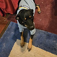 adopt a pet
