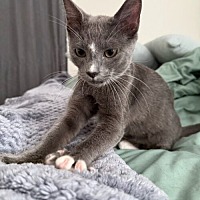 adopt a pet