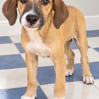 BOUNDY BOO ~ MEET ME! - Boxer / Beagle available for adoption