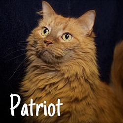 Thumbnail photo of Patriot #1