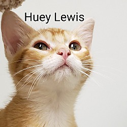 Photo of Huey Lewis