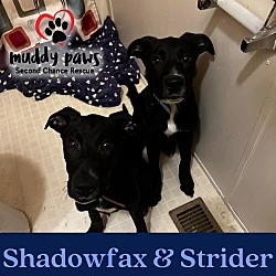 Thumbnail photo of Shadowfax #4
