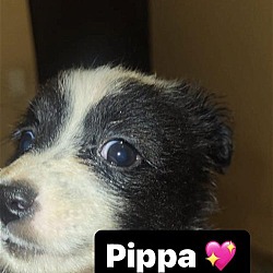 Photo of Pippa