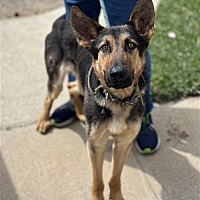 adopt a pet