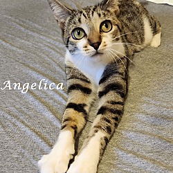 Thumbnail photo of ANGELICA #4