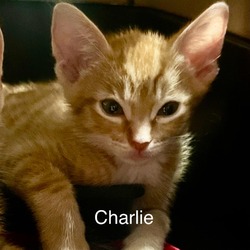 Thumbnail photo of Charlie CM #1