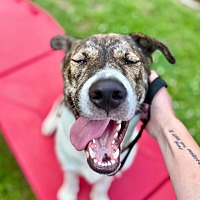 adopt a pet