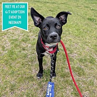 adopt a pet