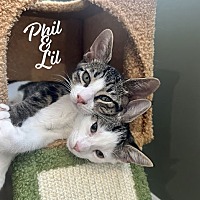 adopt a pet