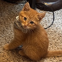 adopt a pet