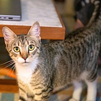 adopt a pet