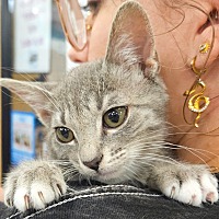 adopt a pet