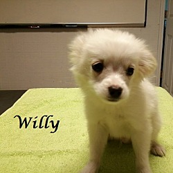 Thumbnail photo of Willy #3