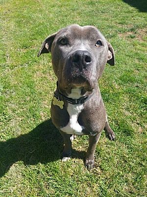 Seattle, Wa - Staffordshire Bull Terrier. Meet Chopper - Blue Beauty 