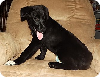 karelian bear dog lab mix