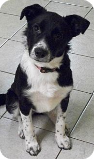 pointer border collie mix dog