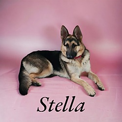 Thumbnail photo of Stella II #2