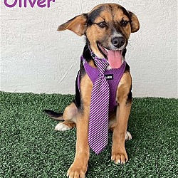 Thumbnail photo of Oliver #1