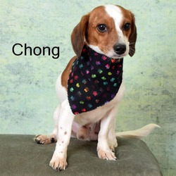 Photo of Chong