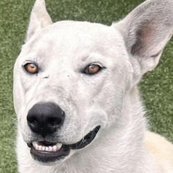 Thumbnail photo of Ghost (A2144673) #2