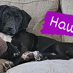 Photo of Hawk (Love the Tub puppies)