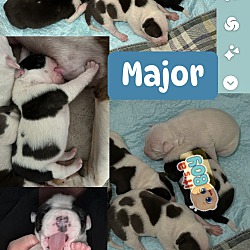 Photo of Major