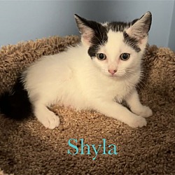 Thumbnail photo of Shyla #3