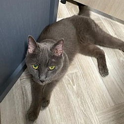 Thumbnail photo of Precious (Russian Blue) #2