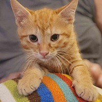 adopt a pet