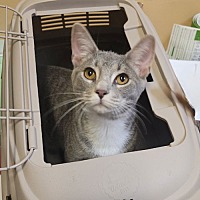 adopt a pet