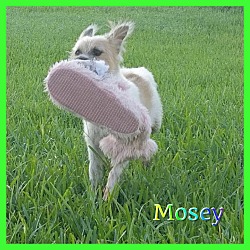 Thumbnail photo of Mosey #2