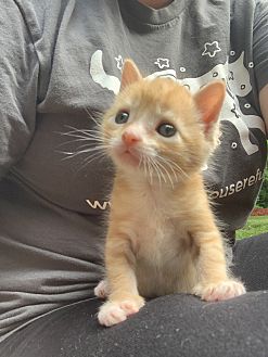 cats available at petsmart