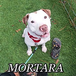 Photo of Mortara
