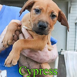 Photo of Cypress
